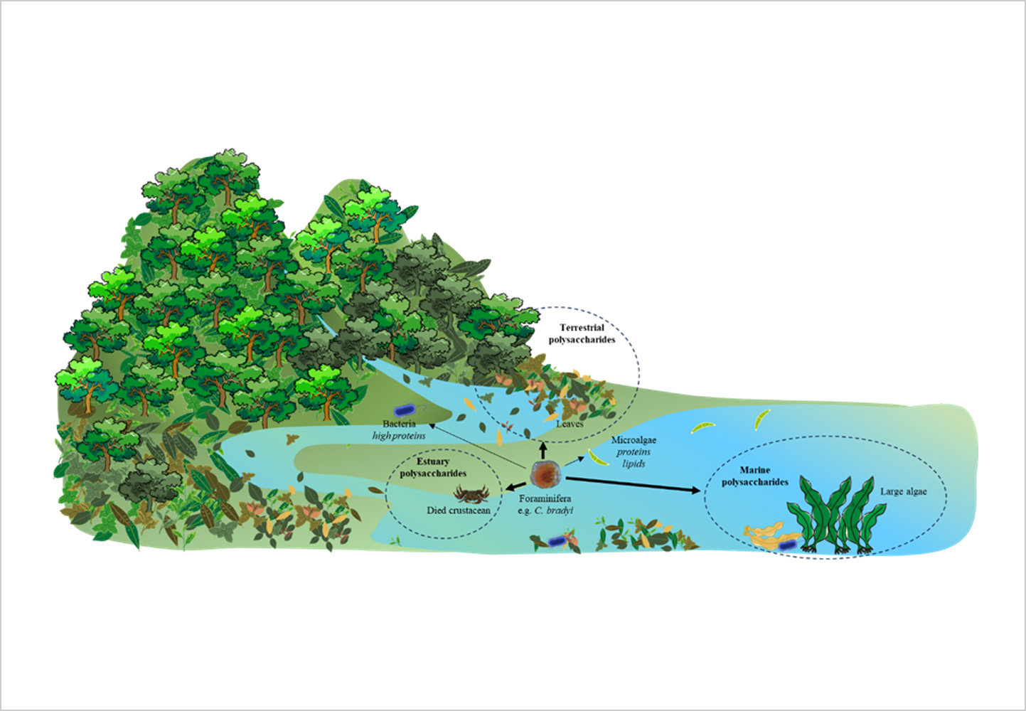 2025_Comprehensive-analysis-of-recalcitrant-polysaccharide-degrading-enzymes